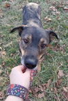 Shiloh