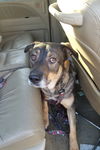 Shiloh