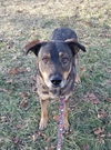 Shiloh