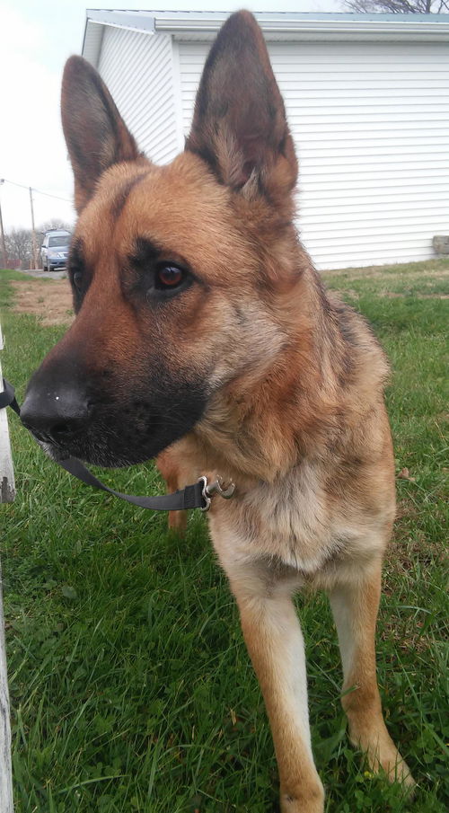Sarge