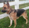 Sarge