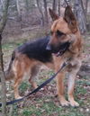 Sarge