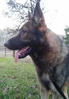 Romeo