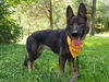 Meisha