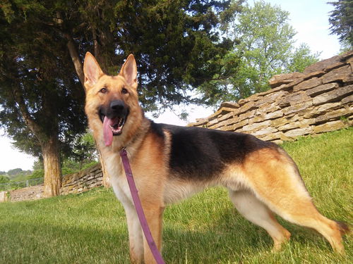 Gunner