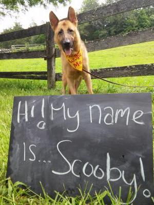 Scooby