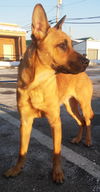 Sarge