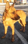 Sarge