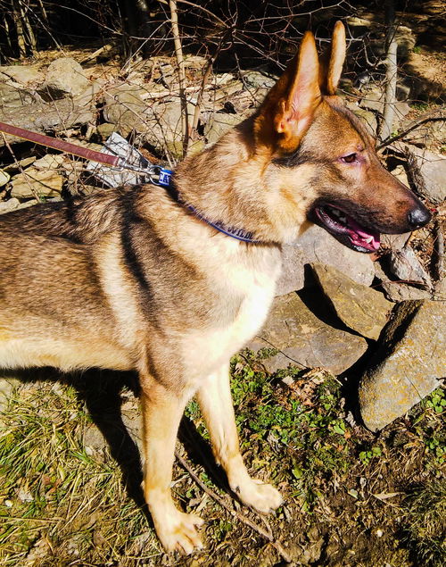 Rollo