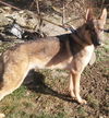 Rollo