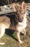 Rollo