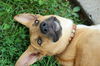 Rusty - Courtesy Post