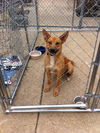 Rusty - Courtesy Post