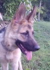 Riley
