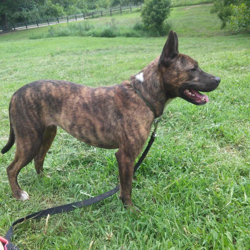 Roxie