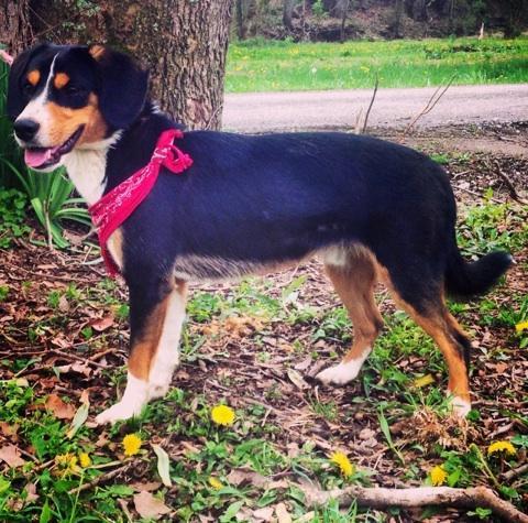 Scout