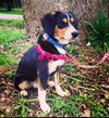 Scout