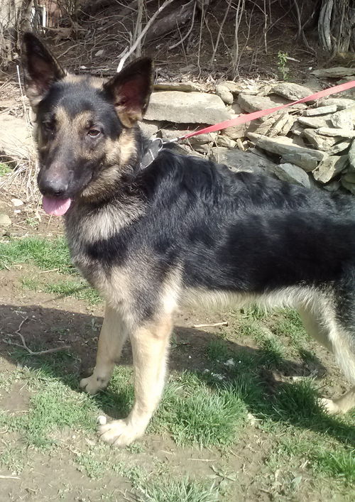 Stryker