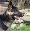Stryker
