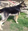 Stryker