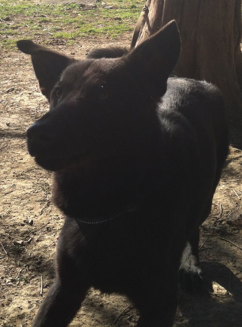 Roscoe II
