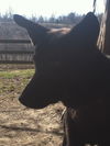 Roscoe II