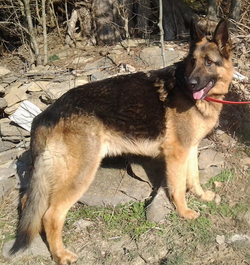 Roscoe