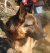 Roscoe