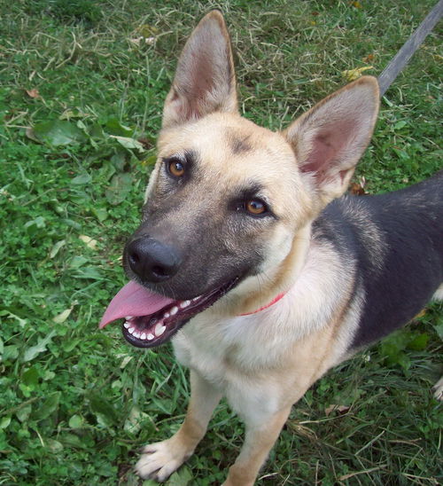 Roxie
