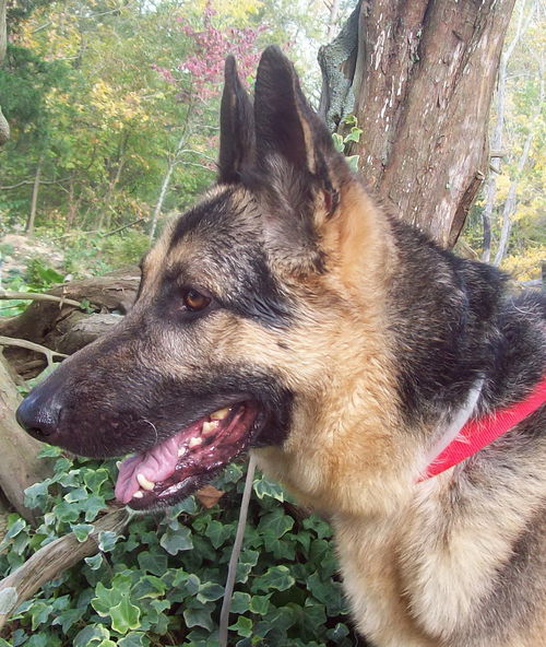 Samson