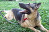 Samson