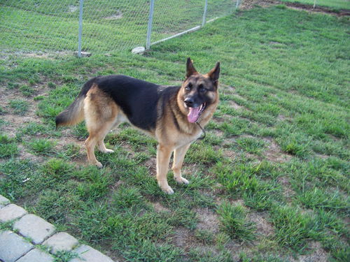 Gunnar