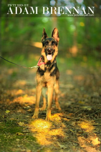 Shadow