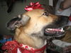 Rosey
