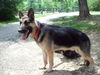 Rex