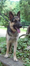 Rex