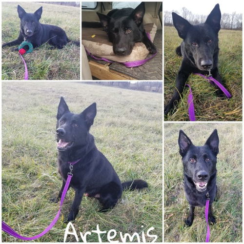 Artemis