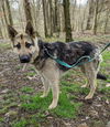 Axel
