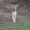 Gretel