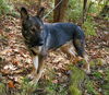 Roxie
