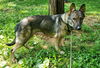 Roxie