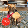 adoptable Dog in brooklyn, NY named Jessa