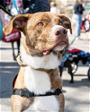 adoptable Dog in brooklyn, NY named Kam