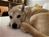 adoptable Dog in brooklyn, NY named Sofie