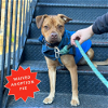 adoptable Dog in brooklyn, NY named Caillou