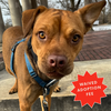 adoptable Dog in Brooklyn, NY named Caillou