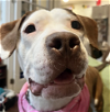 adoptable Dog in brooklyn, NY named Gus
