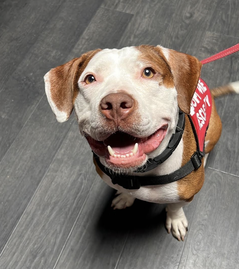 adoptable Dog in Brooklyn, NY named Gus