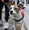 adoptable Dog in brooklyn, NY named Ribbon