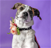 adoptable Dog in brooklyn, NY named Glitter